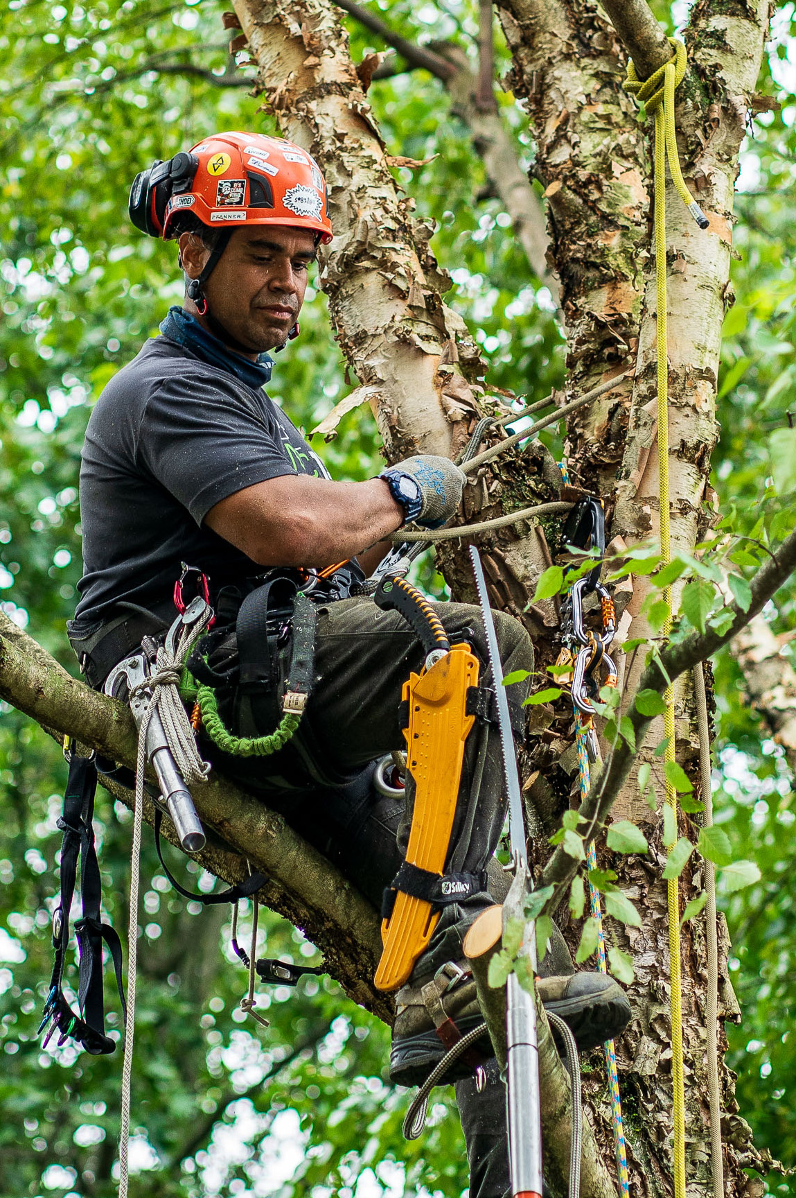 NYC Manhattan Tree Service
