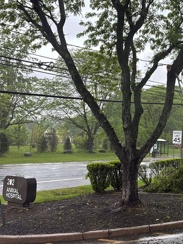 Suburban Landscaping